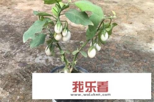 百香果怎样种植？