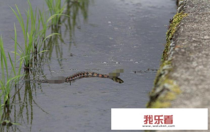 老人说蛇只要受一点伤就会因为褪不了皮而死掉，是这样吗，蛇不是被切成两节都不会死吗？