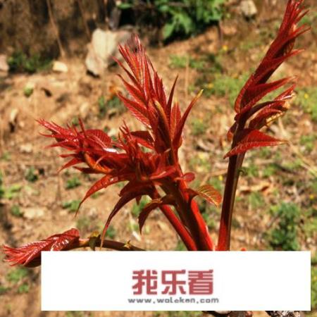 椿芽树种植时间和方法？