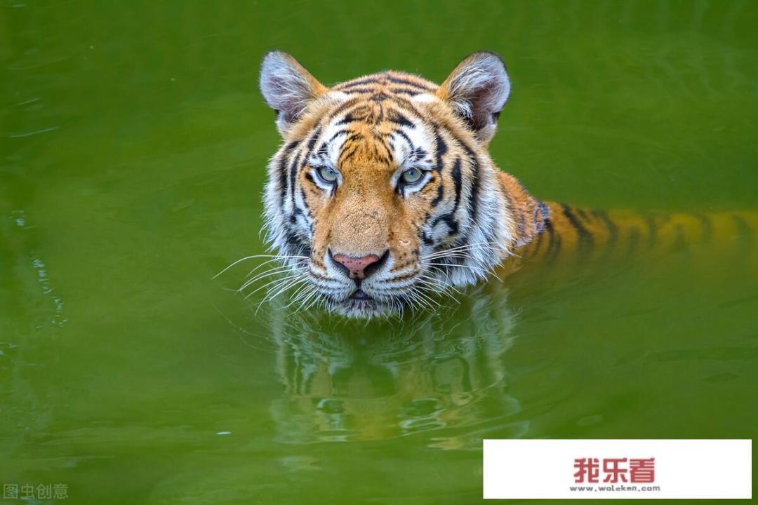 顶风冒雨的意思是什么？