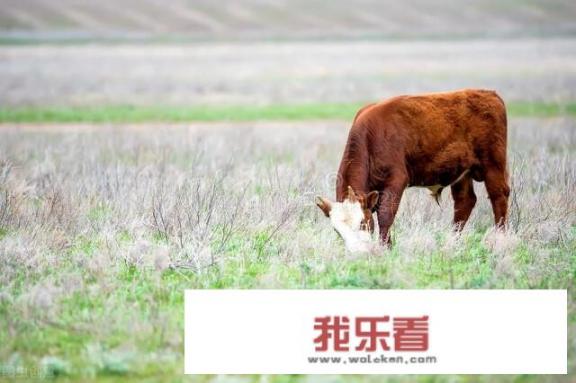 顶风冒雨的意思是什么？