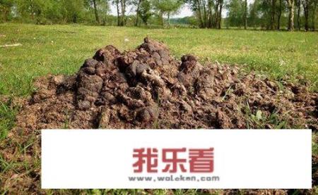 古代打仗几十万军队, 大便怎么处理？ ？