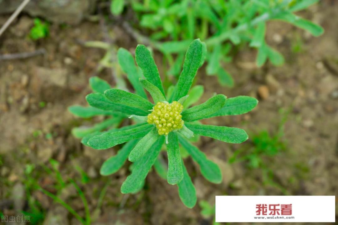 清明草花语？