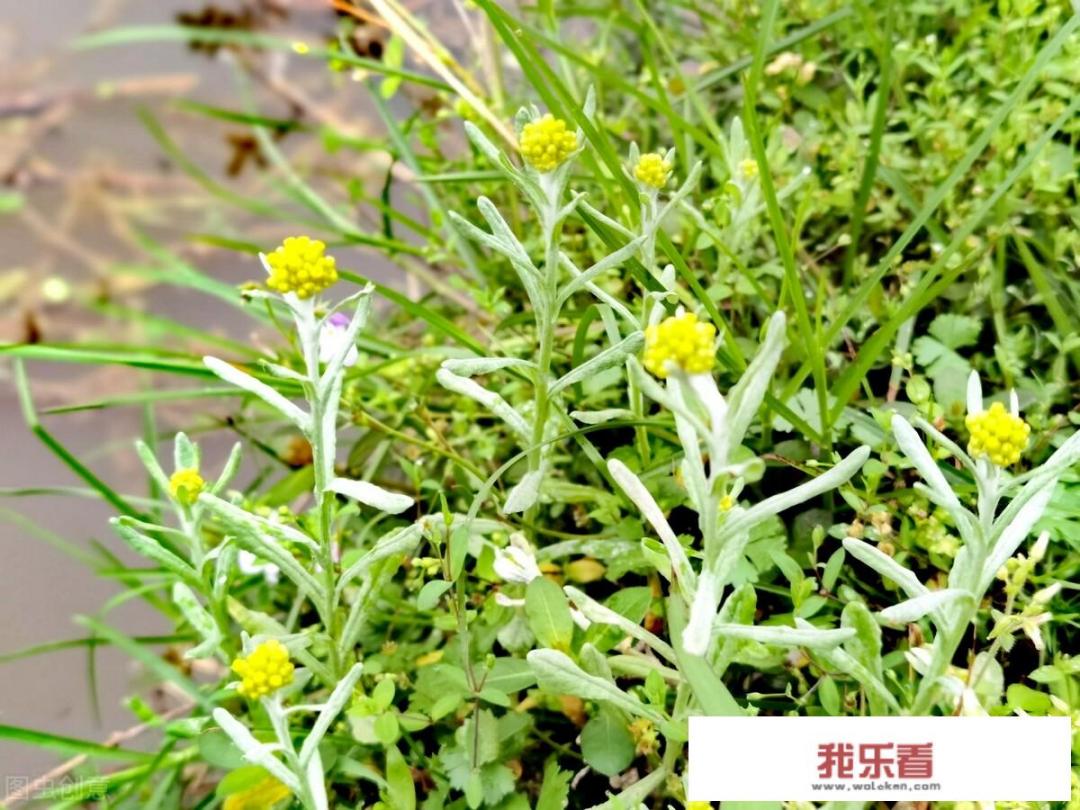 清明草花语？