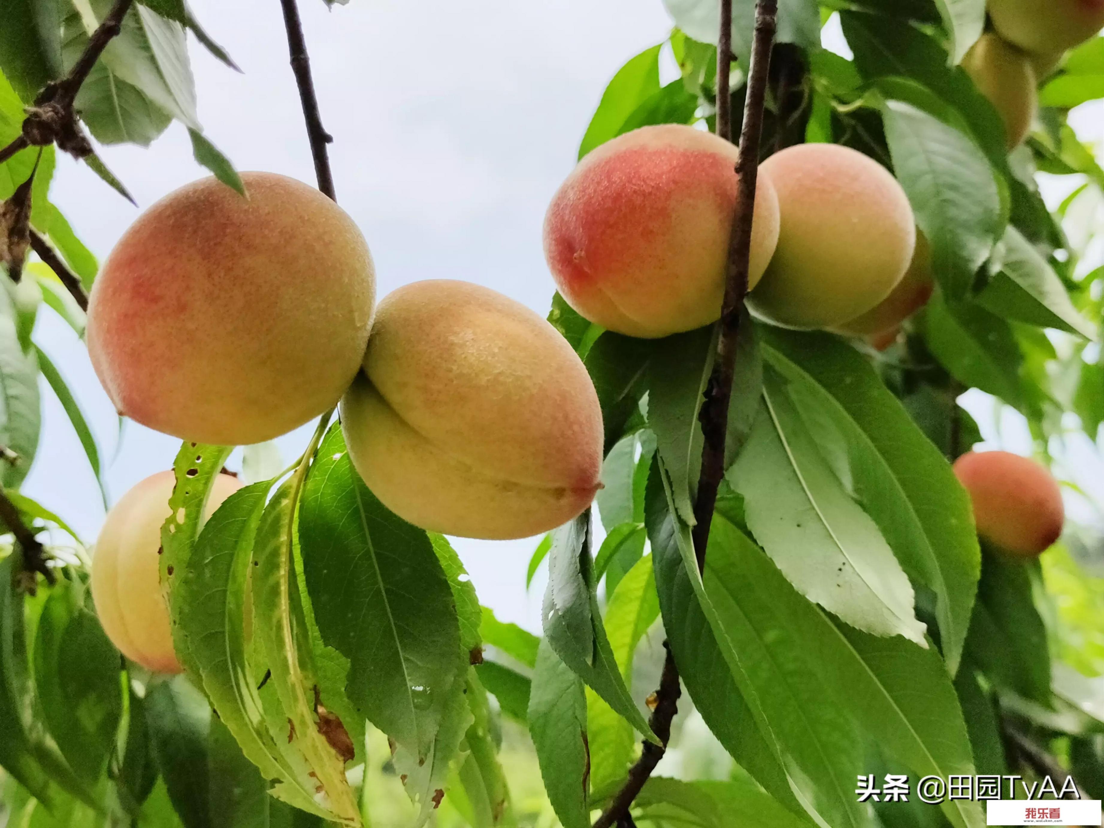 能不能分享一下你拍过的枝头上新鲜的水果美照？