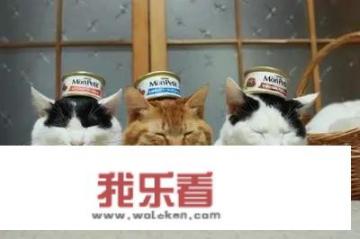 猫罐头哪个品牌的比较好？