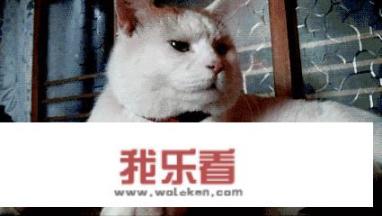 猫罐头哪个品牌的比较好？