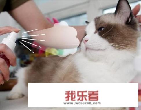 猫一直乱跑咬人怎么办？