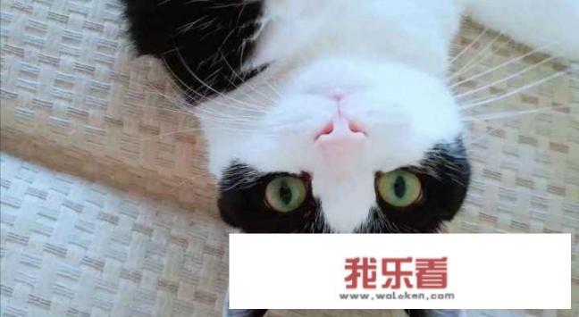 猫一直乱跑咬人怎么办？