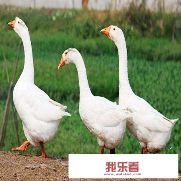 铁锅炖大鹅里可以放什么香料？