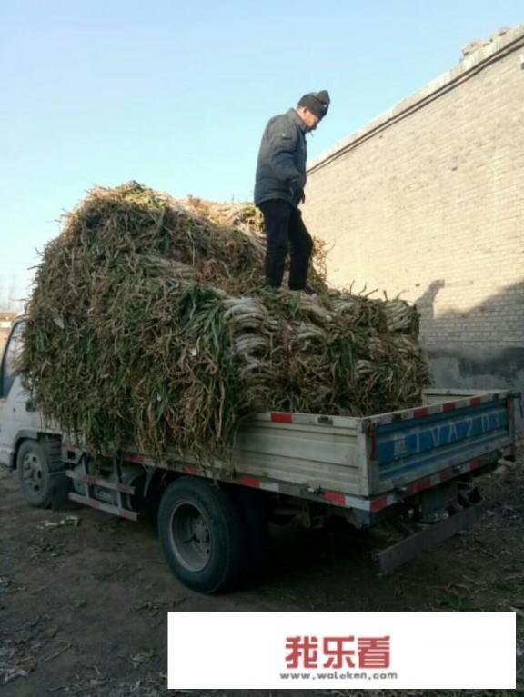 菜籽种进地里，几天会发芽啊？
