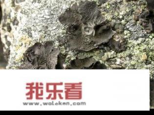 岩耳与木耳哪个好？