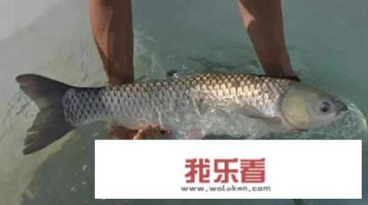 脆皖鱼是什么鱼？