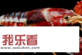 龙虾怎么养殖方法？