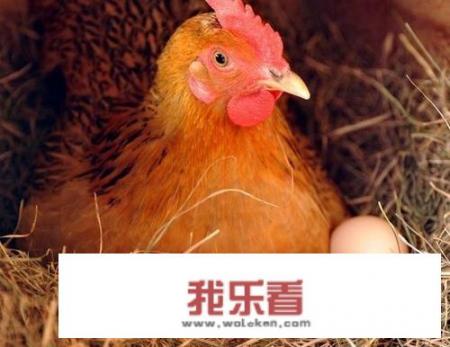 鸽子下蛋几天捡出最好？