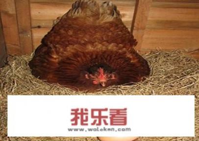 鸽子下蛋几天捡出最好？