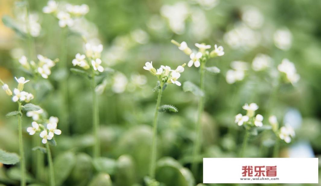 大学生作业种什么种子植物方便观察过程？