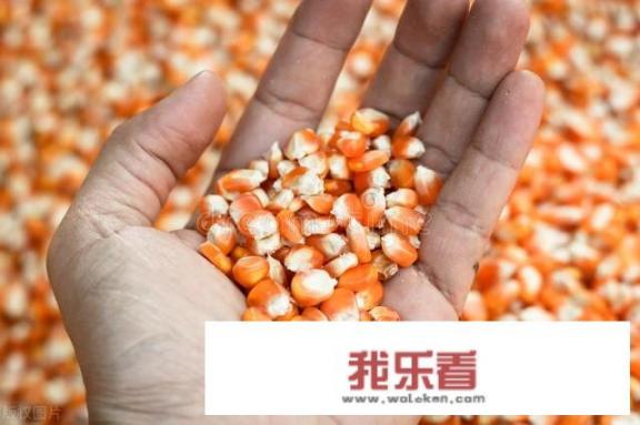12月26日，需求颓势上量陡增，玉米价格“跌疯了”，发生了啥？