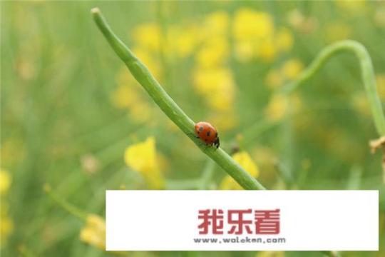 给猫吃了驱虫药它吐出来的虫子怎么处理？