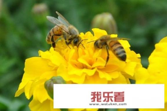 美盾蜂花粉的用途？