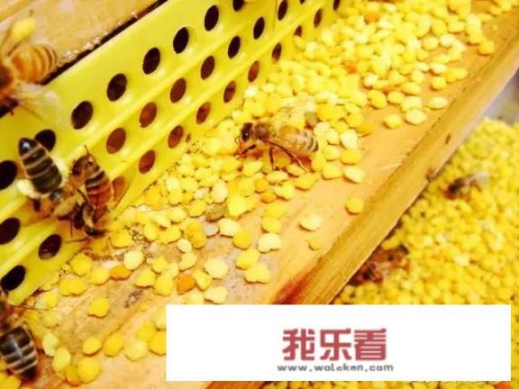 美盾蜂花粉的用途？