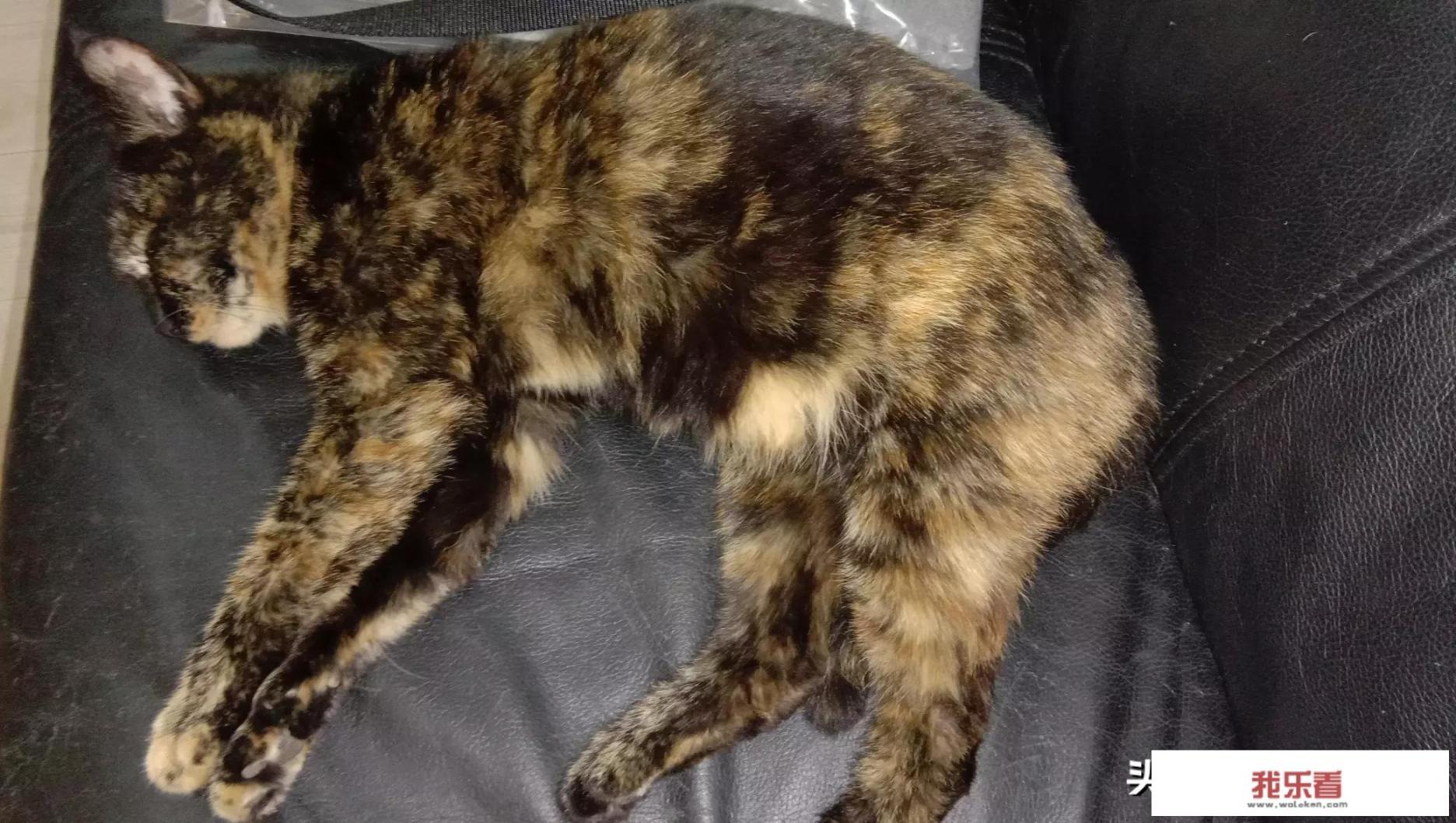 猫咪牙龈发白怎么办，猫咪牙龈发白是贫血吗？
