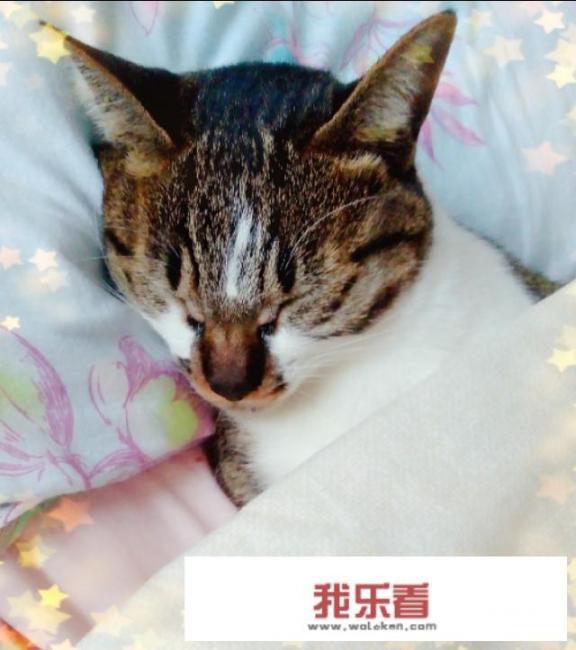 猫咪牙龈发白怎么办，猫咪牙龈发白是贫血吗？