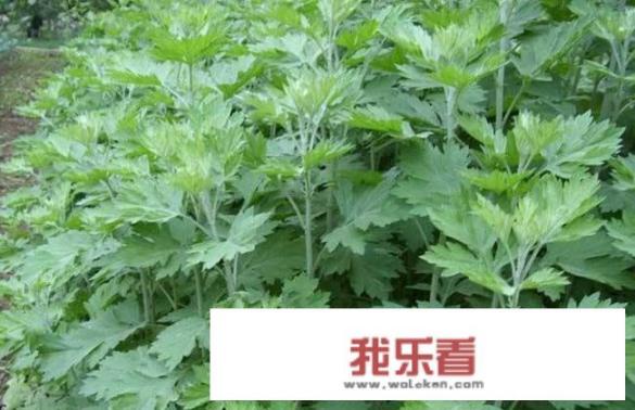 艾叶晾干的正确方法？