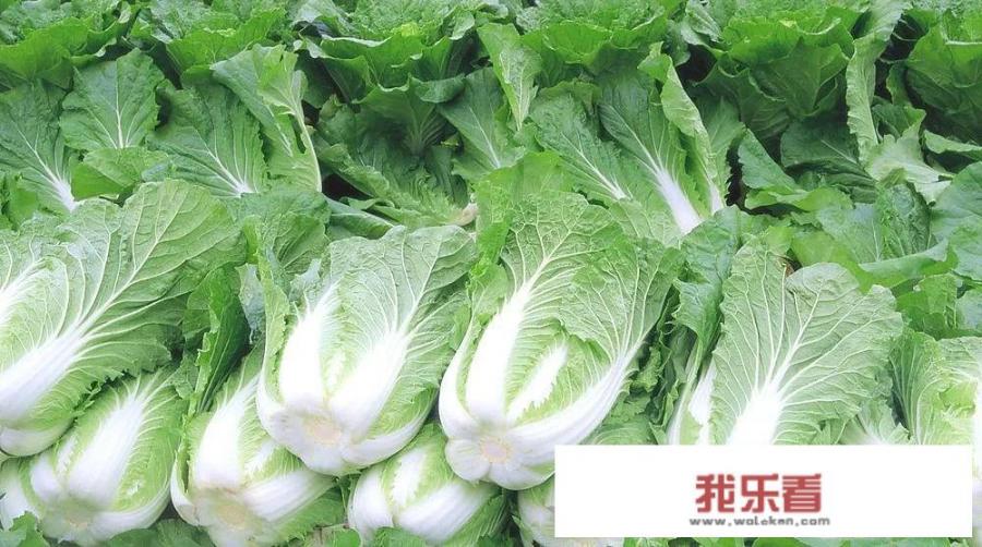 2020秋季大白菜预计价钱如何？