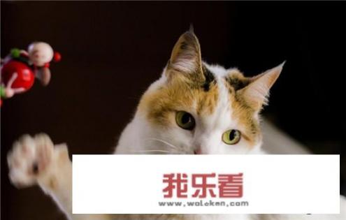被猫咬出血要怎样处理？