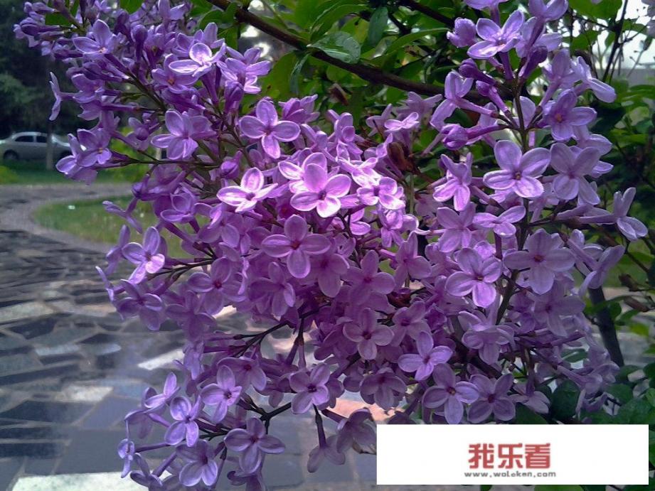 摩尔庄园白色浆果出现时间？