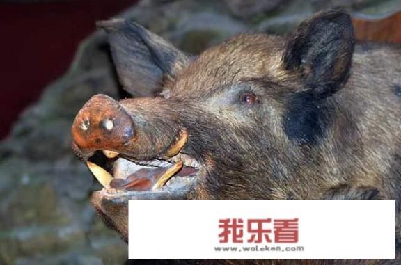 野猪王最大多少斤？