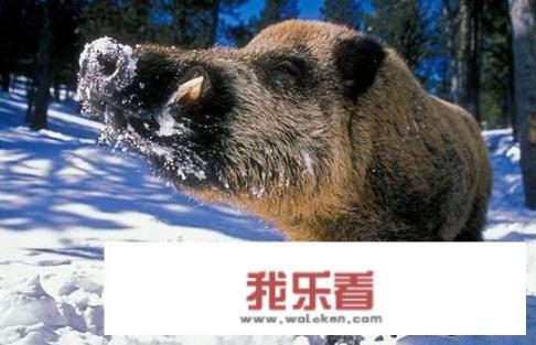 野猪王最大多少斤？