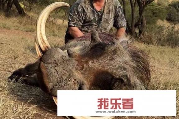 野猪王最大多少斤？
