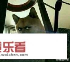 荒野行动百科？