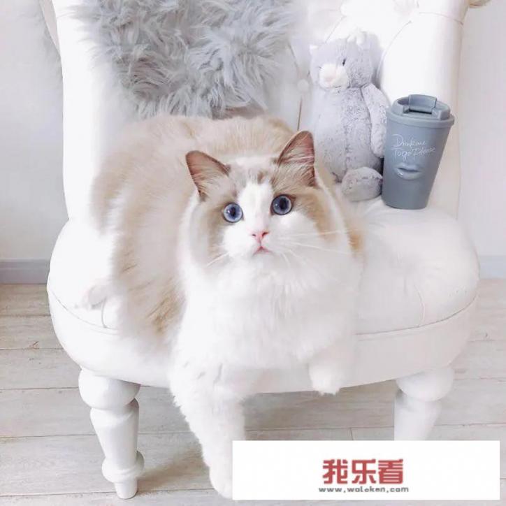 什么是布偶猫？