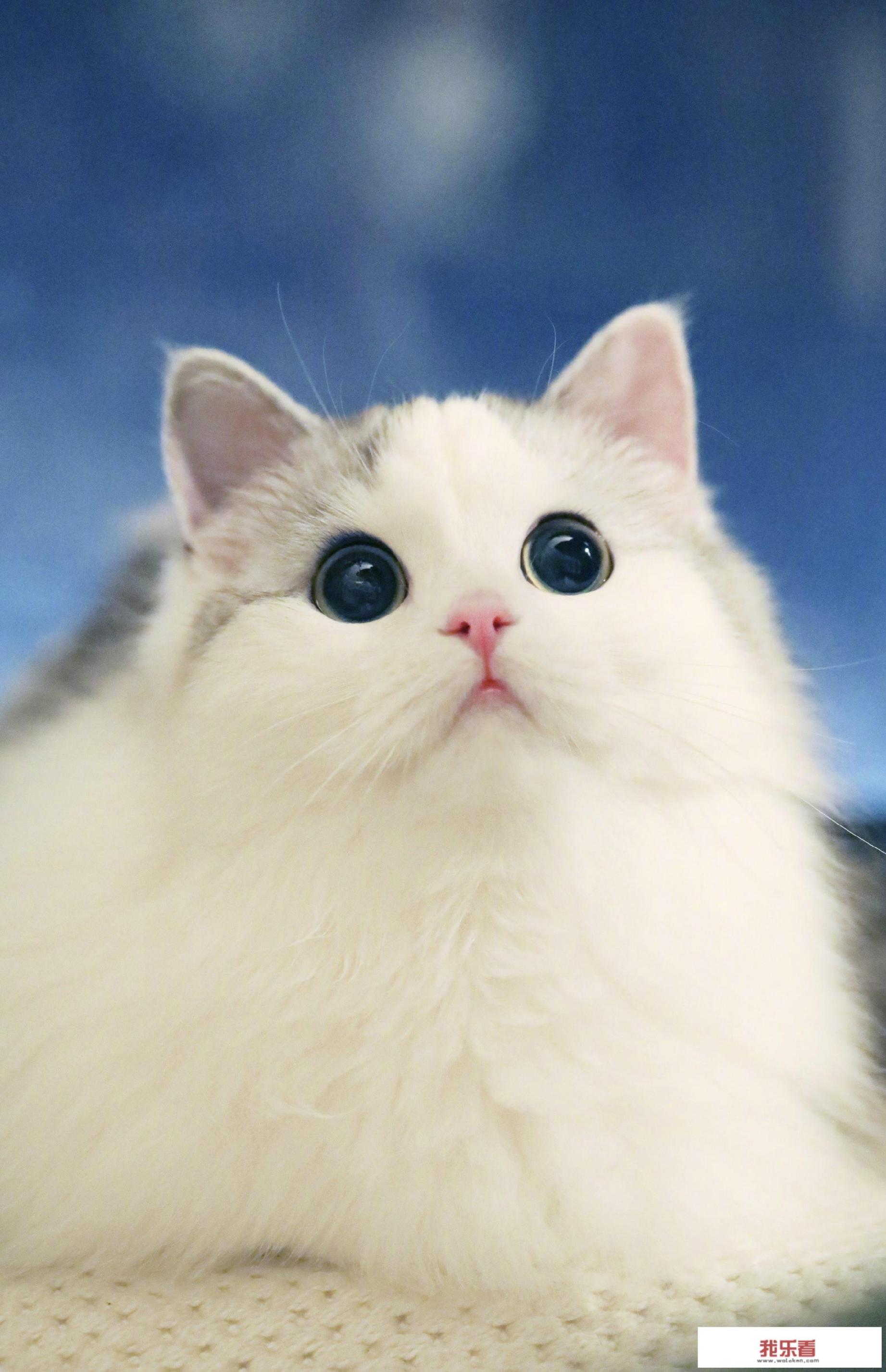 什么是布偶猫？
