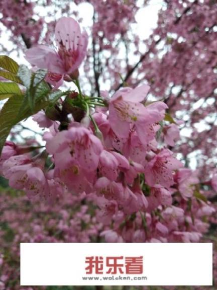 樱花校园怎么种树？