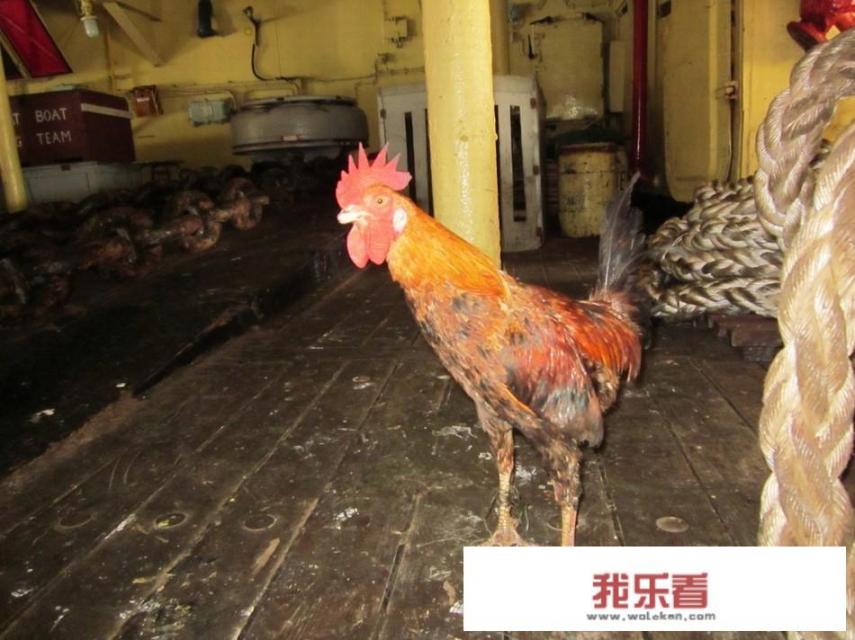 印度航母上的拖拉机，到底是干什么用的？