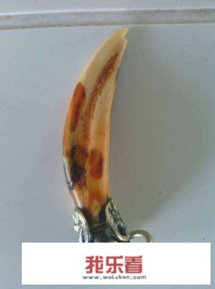 狼牙吊坠的真假鉴别？