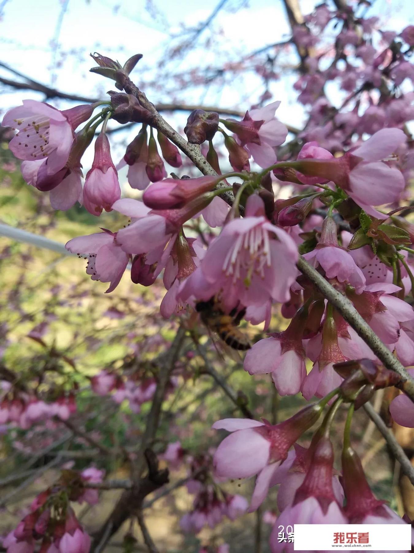 樱花到底有多少学校？