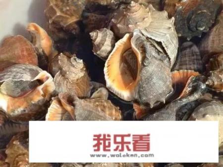 冻海螺肉怎么做好吃？