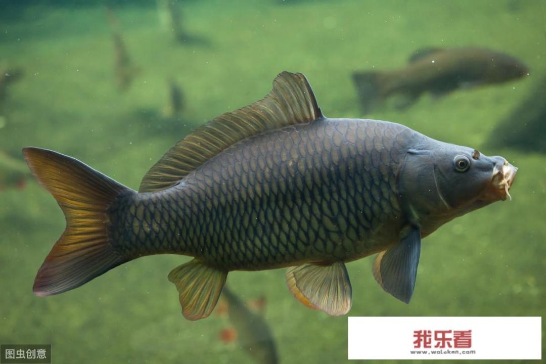 野钓走水严重钓鲫鱼最佳方法？