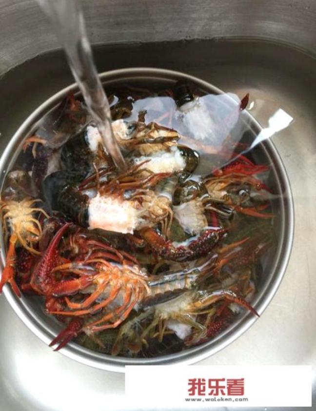 波士顿大龙虾怎么清洗处理？