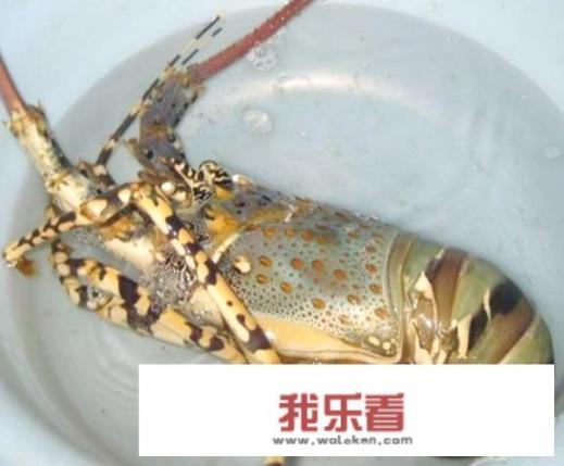 波士顿大龙虾怎么清洗处理？