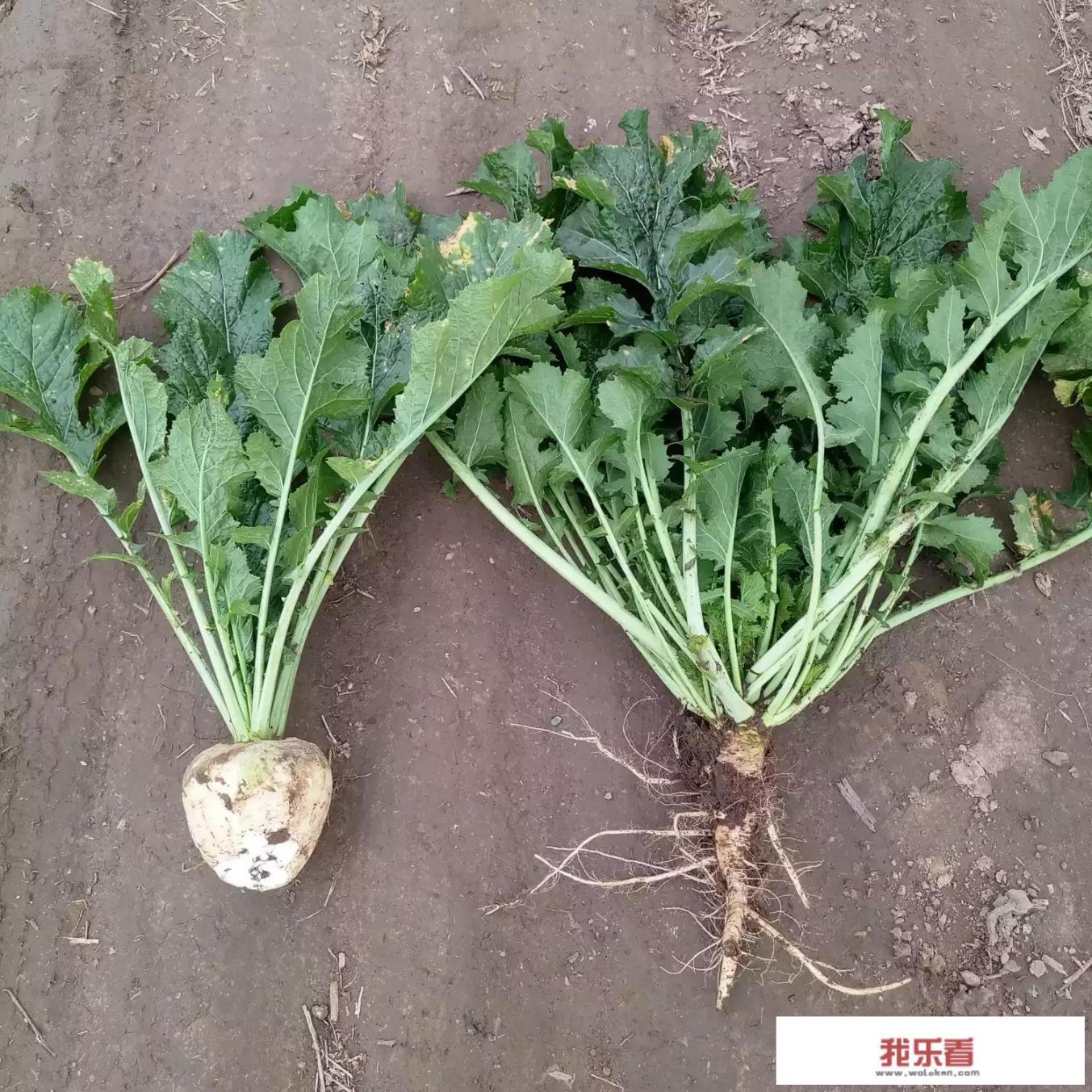 芥菜什么样子？