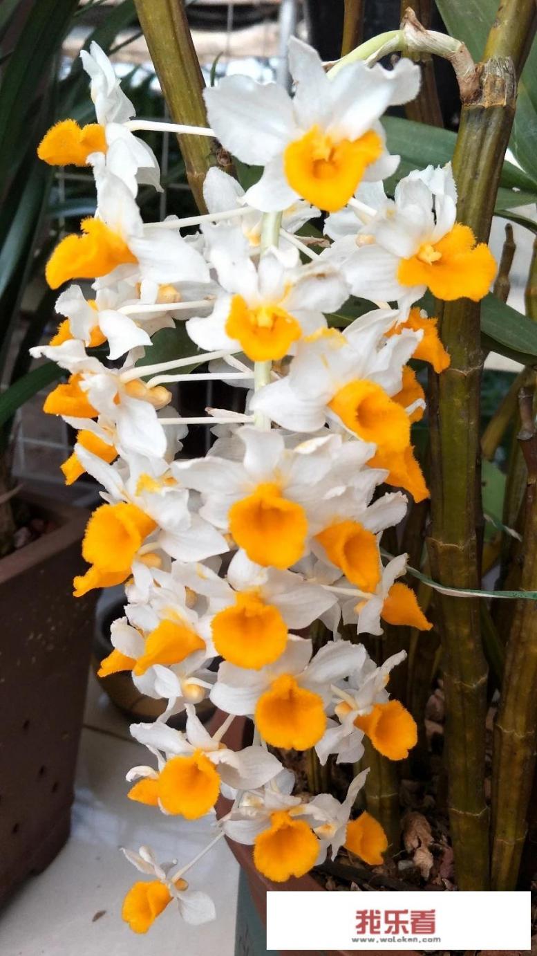 石斛花可以泡水喝吗？有什么功效？