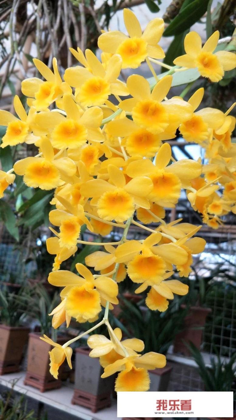 石斛花可以泡水喝吗？有什么功效？