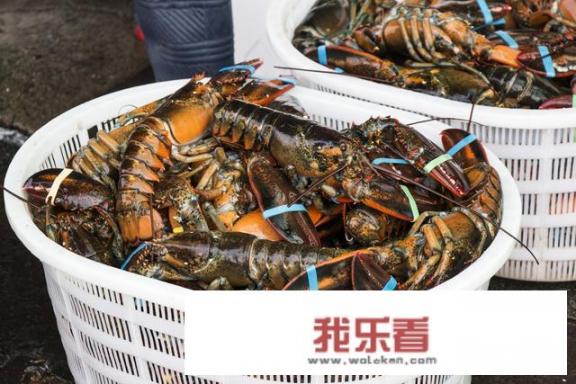 波士顿大龙虾是什么？
