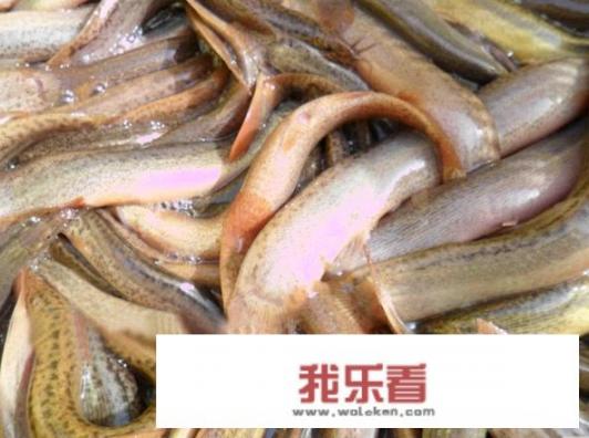 东北酱炖泥鳅怎么做？